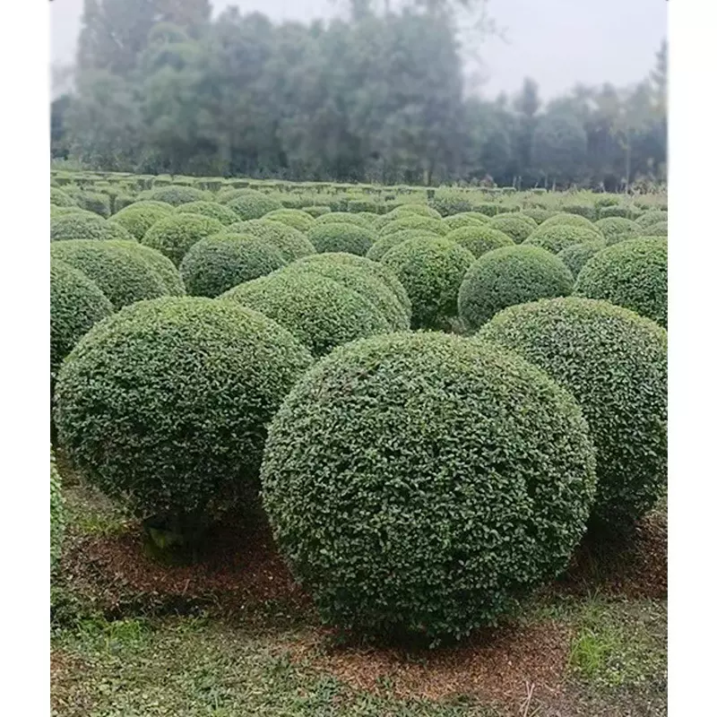毛叶丁香球 毛丁香 四川园林绿化工程苗木花木 花卉绿植 灌木球