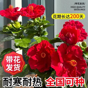 ��ɣ�������ذ�ľ�Ș��玧�����tɫ�����҃��̨ͥԺ�ļ����ܾGֲ