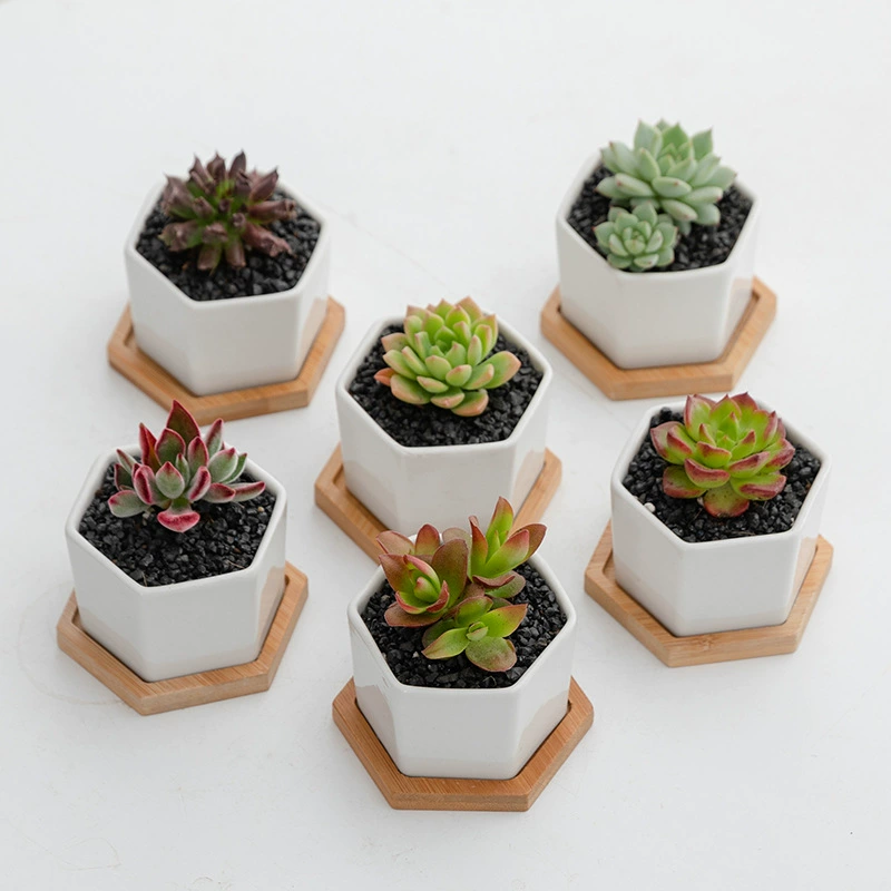 Suopin Внешняя торговля Экспорт керамический цветочный горшок для суккулентов творческий белый цветочный горшок маленький шестиугольный суккулент белый фарфор маленький цветочный горшок костюм
