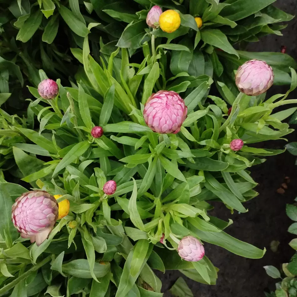 麦杆菊双色盆 时令花卉观赏盆栽 家庭园艺绿植 地被植物 花境植物