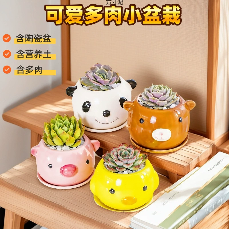 Комбинация суккулентных растений в горшках легко выращивать суккулентные растения, включая цветочные горшки и почву, офисные настольные зеленые растения и цветы оптом.