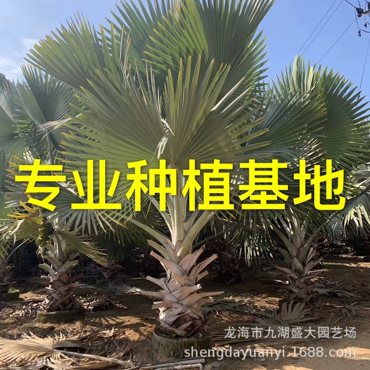 Оптовая цена на пальму King Palm из Фуцзяня, пальму King Palm из Гуандуна, пальму King Palm из Сычуани (пересадка)