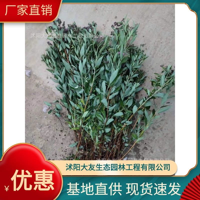 Основа Spiraea оптом сорта собственного производства полная живописная Ландшафтная инженерия зеленых саженцев