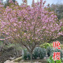 ��ѻ����㽭���ݡ�8 12������Ʒ�N�ۼt���ձ��Pɽ�ѻ���������