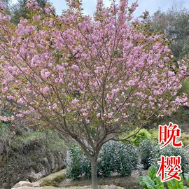 园林果树;乔木;灌木