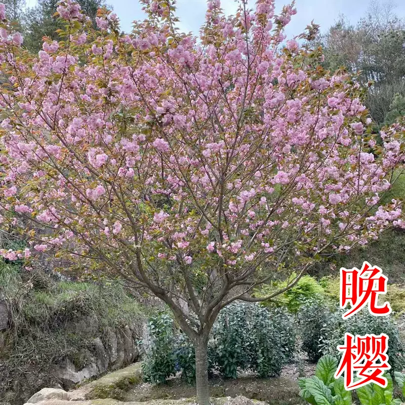 晚樱花【浙江嵊州】8 12公分新品种粉红花日本关山樱花树苗退林
