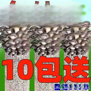 ��ᘹ��Nֲ�����y���Nֲ����ĥ�þ��N���U���Nֲ��ľ����ͥ�Nֲ��