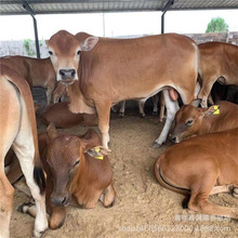 SţBֳ mr¸Ŀ BֳSţ СSţBֳɱ