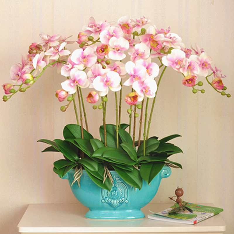 Рассада орхидеи фаленопсис с цветочным мечом в горшках, комнатные цветы и зеленые растения, цветущие в любое время года, рассада орхидеи в гостиной с цветочными бутонами на Новый год