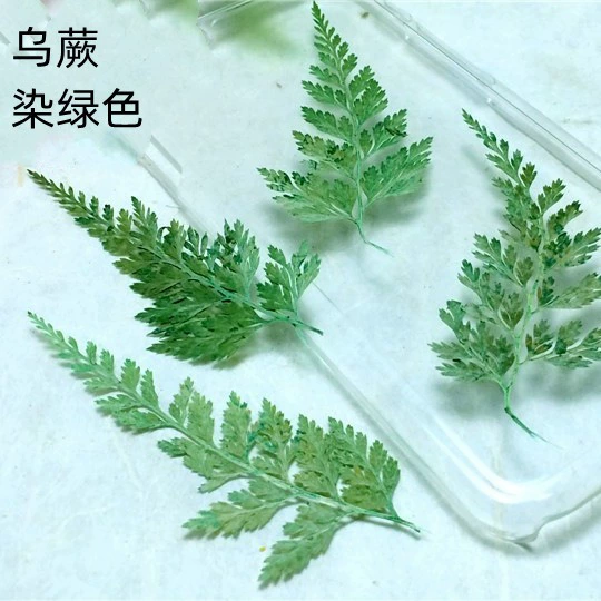 Черный папоротник натуральный цветок поздравительная открытка Закладка Сушеный Цветок Клей мобильный телефон оболочка тиснение материал DIY Ароматерапия Свеча цветочный материал