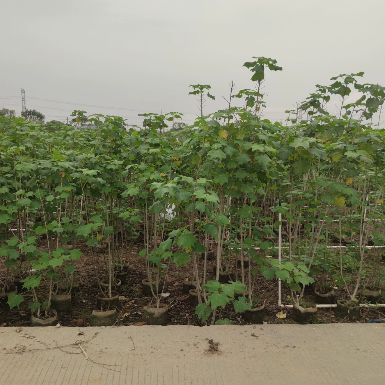 2304 саженцы поставляют большое количество деревянных цветов гибискуса 1-2 метра