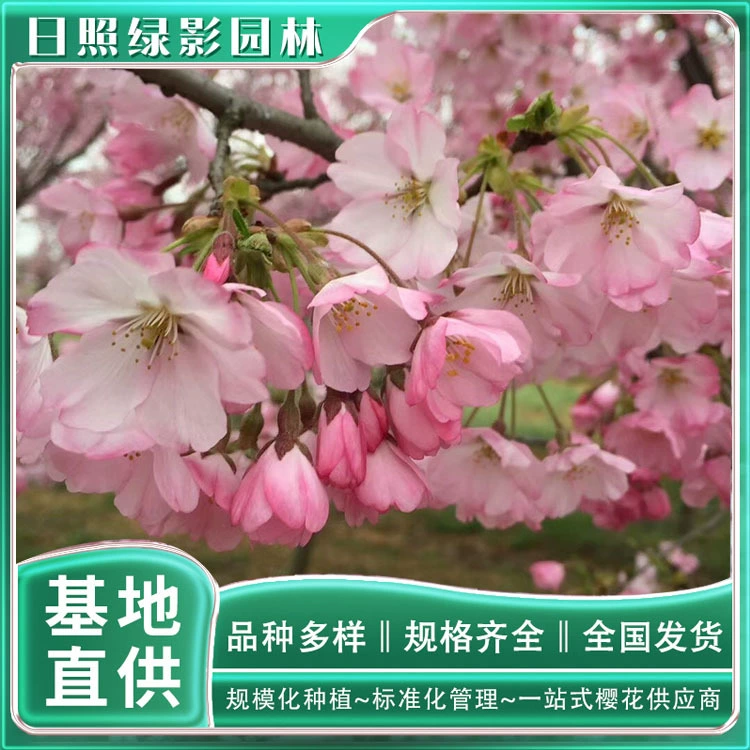 Базовая Прямая поставка 5 см Эдо Сакура Цена Аутентичные Эдо Сакура Саженец Цитата