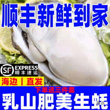 乳山生蚝现捕大生蚝鲜活海蛎子带壳肥牡蛎海鲜水产批发厂家直销