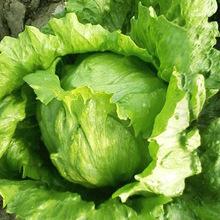 l߲˷N˷NѲˈ@NmϴNĲļ