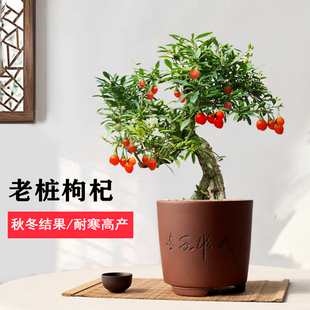 ��轘��辰�깦�Ϙ����ԾGֲ���͒��С�辰�̨ͥԺ�_���Y�����l