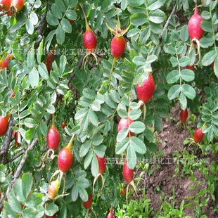 ����ӷN�ӟo�̽������ɽʯ���ǹޙ��ƹ�ɽ�u�^�ӿ��԰���ᄾ�