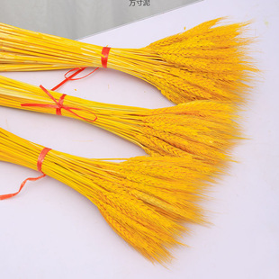 �S������ɻ����w�_�I���@���滨ƿ�b[���廨���滨ˇ���Q���l