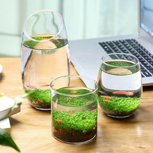 创意缸水培植物鱼缸水草种子籽懒人微景观生态瓶DIY生态鱼缸玻璃