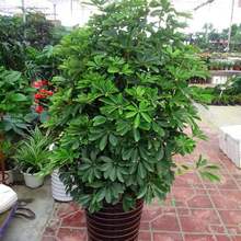 鸭脚木鸭掌木桌面盆栽室内好养花卉绿植观叶盆景招财八方来财盆栽