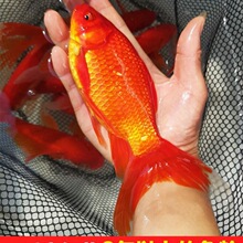 丹頂金魚 丹頂金魚批發 促銷價格 產地貨源 阿里巴巴