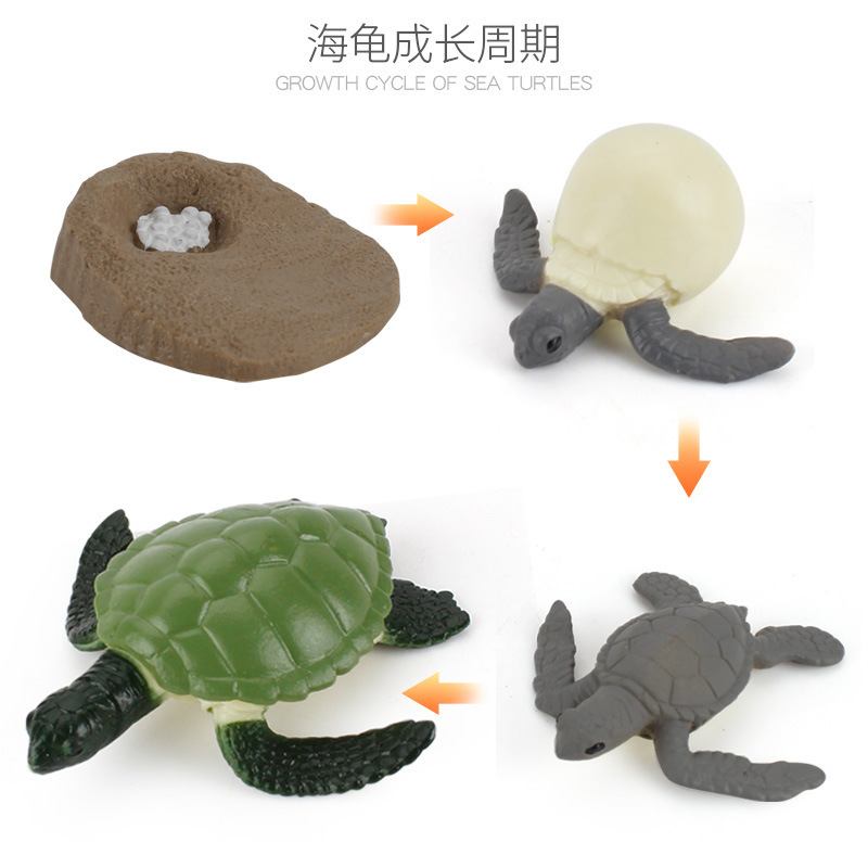 M4185 tortuga ciclo de crecimiento 0.063kg