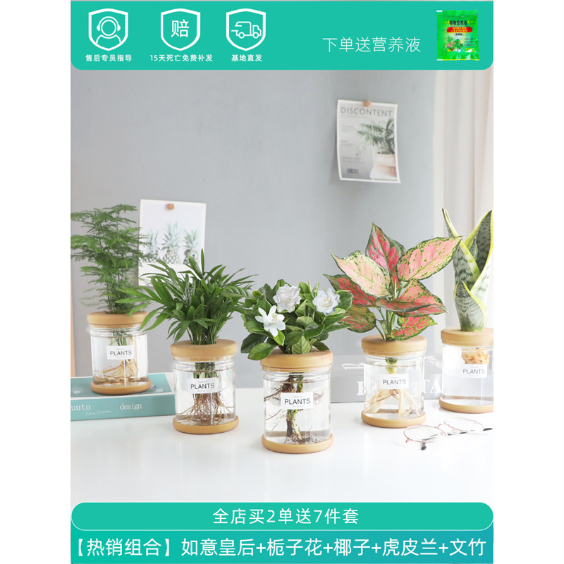 Plantas hidropónicas en maceta de flores de oficina de flores pequeñas plantas verdes en todas las estaciones, fácil de cultivar plantas en maceta de agua suculenta.