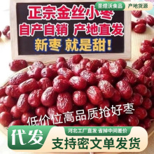 散装批发河北沧州金丝小枣农家自产小红枣500g包粽子专用红枣
