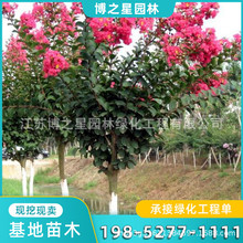 百日紅盆栽 百日紅盆栽批發 促銷價格 產地貨源 阿里巴巴