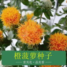 鮮切花四季觀賞花卉種籽 切花用橙菠蘿種子 西藏藏紅花西紅花種子