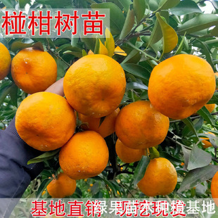 �ո��� ѩ��ո��� �޽ӽ��� �J���� ���Ә��� �o�˗ո��� ������