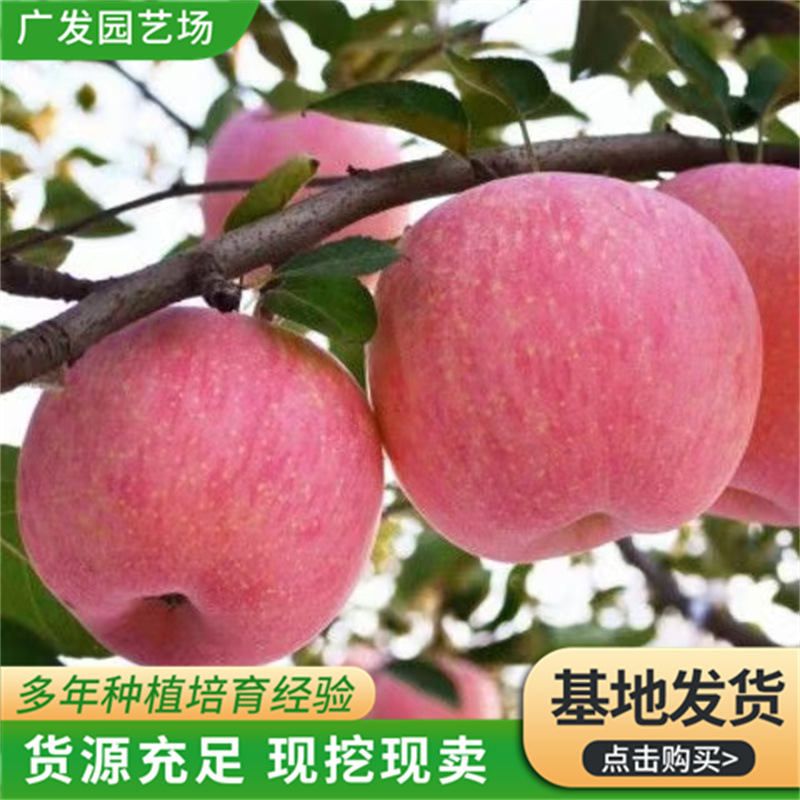 山东苹果树苗基地 南北方种植苹果树苗嫁接苗 4公分苹果树苗