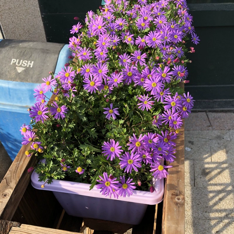 Семена Цзи Сяоцзы легко выращивать летом на балконе и во дворе, они многолетние морозостойкие семена цветов.