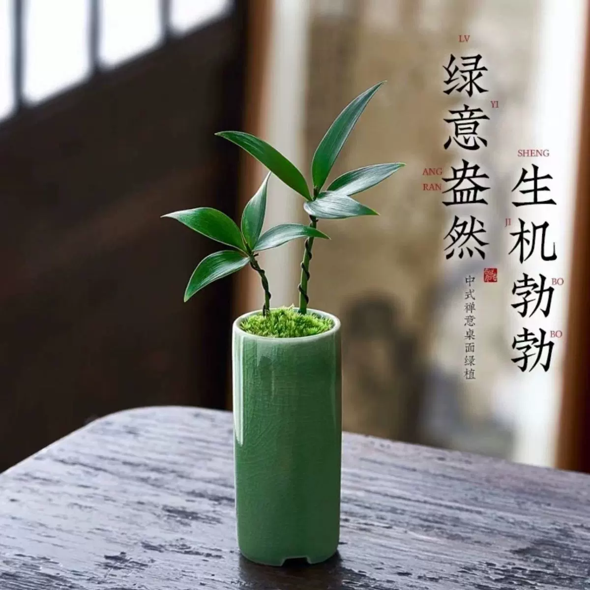 迷你竹柏盆景小盆栽驱蚊植物室内花卉办公室桌面四季好养活绿植