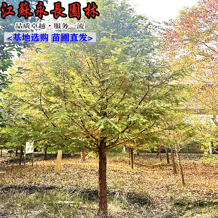 微信图片_202501020616