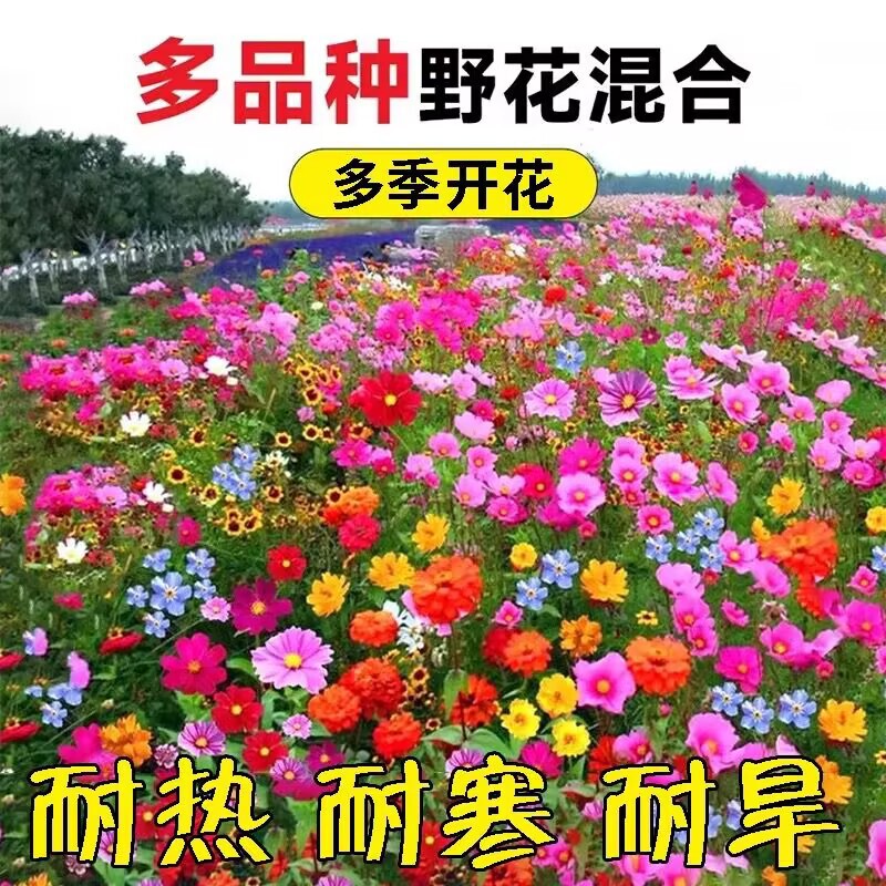 Wildflower Mix Seeds for Year-Round Planting, Blooming Outdoor Dwarf Drought-Tolerant Flower Seeds, Garden Cosmos Flower Seeds