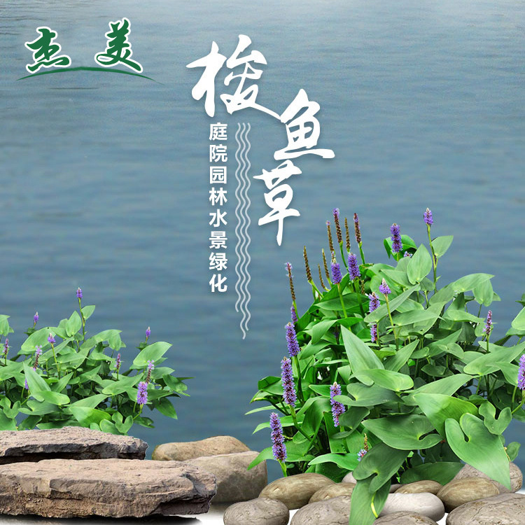 基地供应梭鱼草菖蒲水生植物净化水质水体绿化挺水植物梭鱼草苗 种苗花卉网