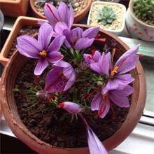 ���羳��؛���ؼt���N�򷬼t������ֲ�ﻨ����N�����t���ͺ�����