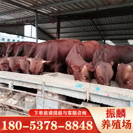 利木赞牛养殖场 肉牛养殖 大量批发小肉牛 肉牛养殖前景