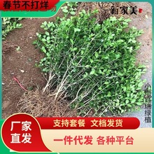 һ�����lС�~�����S����窚�U�S�����͘��·ͥԺ�G����ľ�ͺ�ֲ