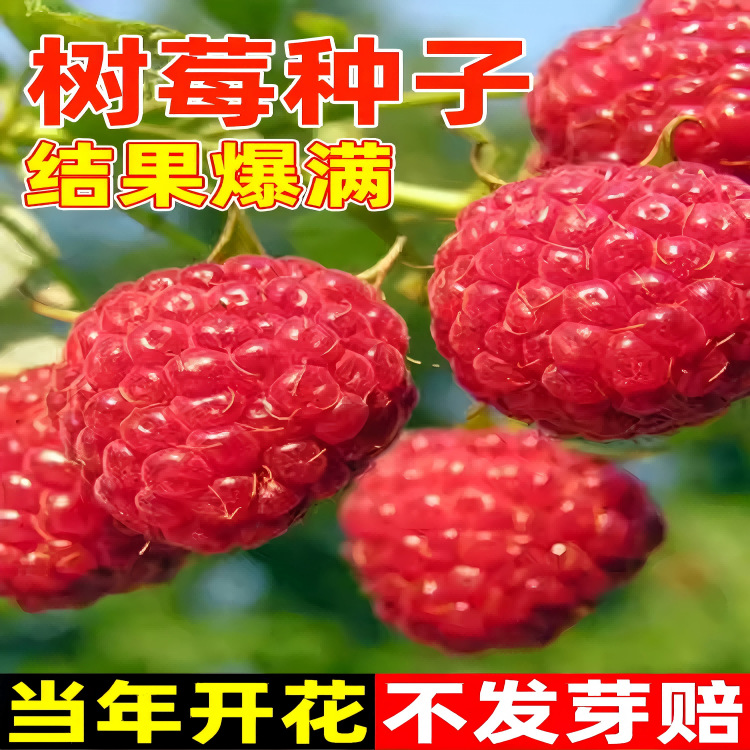 树莓种子野草莓覆盆子黑树莓种子四季种植庭院阳台野生果树莓种籽