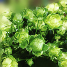 月季花玫瑰花四季埃克莱儿闪电结绿珍花卉植物盆栽阳台庭院