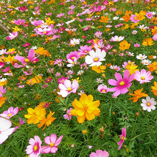 ��˹�ո�ɣ�����ղݻ��N����Ұ���M�ϻ��������׻�N��