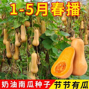 �S�������Ϲ�С�ϹϷN�Ѱ���͢������ϹϹ������Ϲϸ߮a�߲˷N��