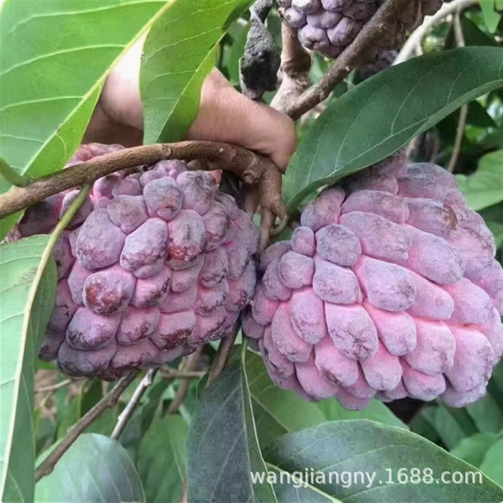 Тайваньский ананас Рассада Шакьямуни Хуанлун Шакьямуни Привитая рассада Красная рассада Шакьямуни Плоды года Посадка фруктовых деревьев в горшке