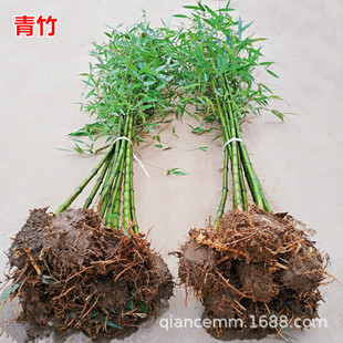 Bamboo Seedlings, Purple Bamboo Seedlings, Courtyard Bamboo, Green Bamboo Seedlings, Gold Inlaid Jade Bamboo Seedlings, Gold Bamboo Seedlings, Wall Greening Bamboo Seedlings