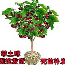 车厘子树苗樱桃树水果南方北方种植盆栽矮化嫁接大黑珍珠正宗