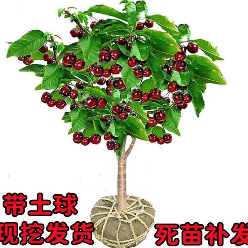 车厘子树苗樱桃树水果南方北方种植盆栽矮化嫁接大黑珍珠正宗