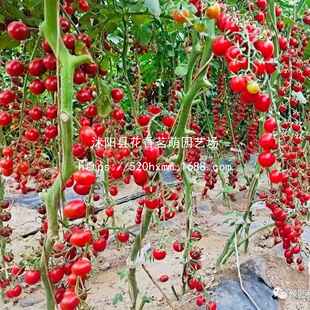 ����108һ���s��ˮ�����ѷN������ɿ����쿹���͟�߮a�����ѷN