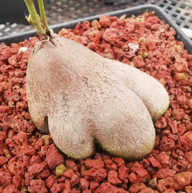 Суккулентное растение с корнем слона, черепахи, дракона, 3-5 см