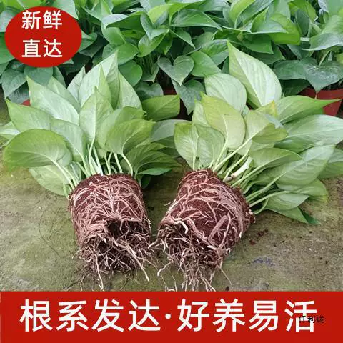 Зеленая редька в горшках, комнатные гидропонные растения, поглощают формальдегид и очищают воздух, почвенный культурный вечнозеленый длинный вьющийся цветочный горшок и зеленые растения в любое время года.